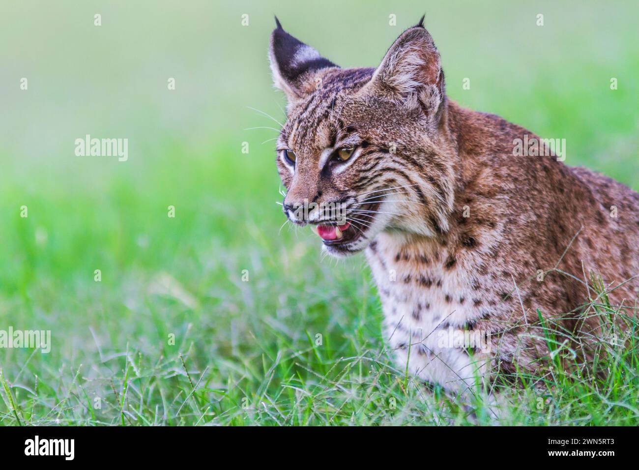 Häuslich Bobcat, Lynx Rufus, angehoben als Haustier von Geburt an. Stockfoto