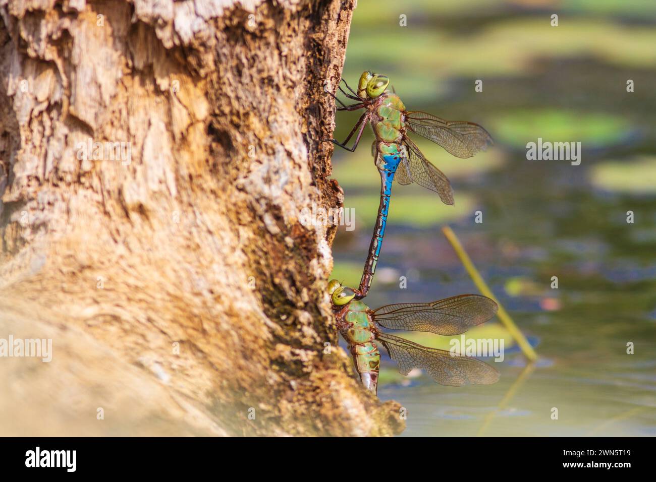 Libellen paaren sich am Teich im Südwesten von Texas Stockfoto