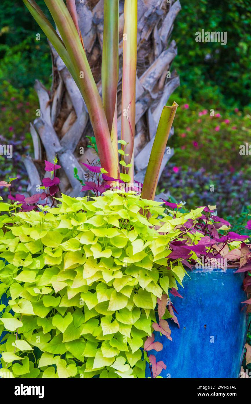 Bunte Laubpflanze in blauen Pflanzgefäßen im Mercer Arboretum und Botanical Gardens im Frühling, Texas. Stockfoto