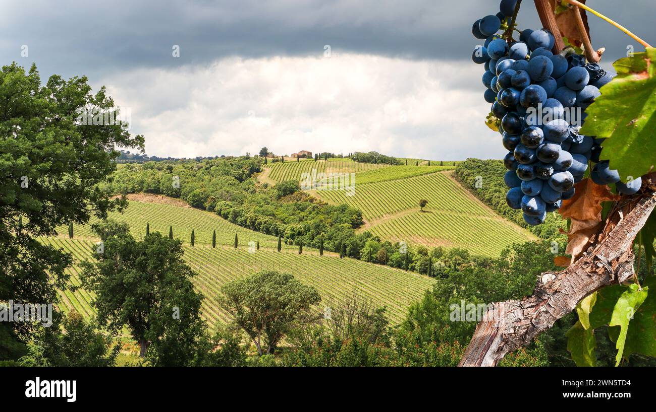 Weinproduktion mit reifen Trauben vor der Lese in einem alten Weinberg mit Weingut in der toskana Weinanbaugebiet in der Nähe von Montepulciano, Italien Europa Stockfoto