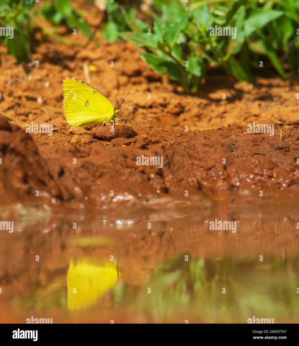 Sulphur Butterflies Puddling am Teich im Südwesten von Texas, nahe Laredo. Stockfoto
