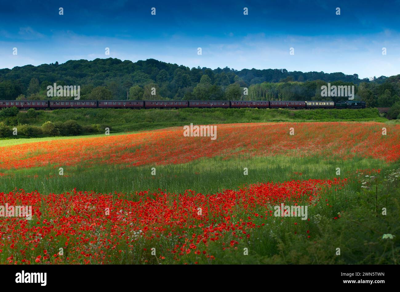 22/06/14 in einem wahren Bild eines glorreichen britischen Sommers bahnt sich eine Dampfeisenbahn auf der Severn Valley Railway vorbei an sanften Hügeln und Hektar Rot Stockfoto