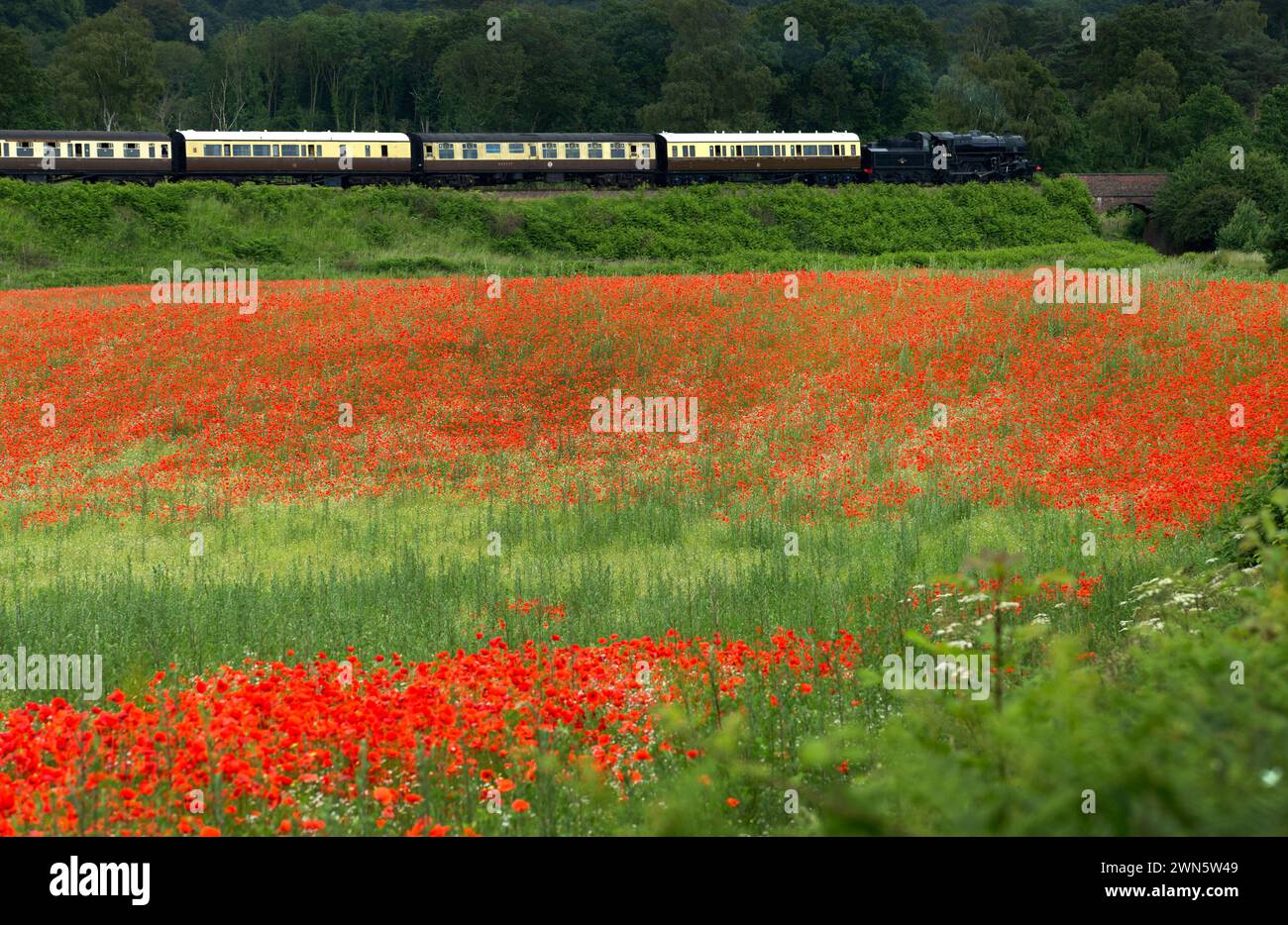 22/06/14 in einem wahren Bild eines glorreichen britischen Sommers bahnt sich eine Dampfeisenbahn auf der Severn Valley Railway vorbei an sanften Hügeln und Hektar Rot Stockfoto