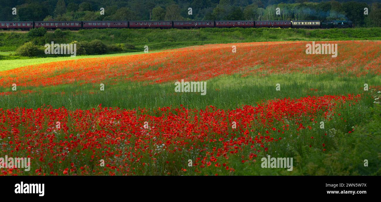 22/06/14 in einem wahren Bild eines glorreichen britischen Sommers bahnt sich eine Dampfeisenbahn auf der Severn Valley Railway vorbei an sanften Hügeln und Hektar Rot Stockfoto