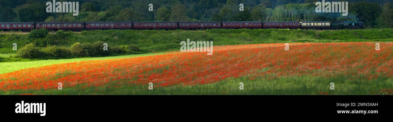 22/06/14 in einem wahren Bild eines glorreichen britischen Sommers bahnt sich eine Dampfeisenbahn auf der Severn Valley Railway vorbei an sanften Hügeln und Hektar Rot Stockfoto