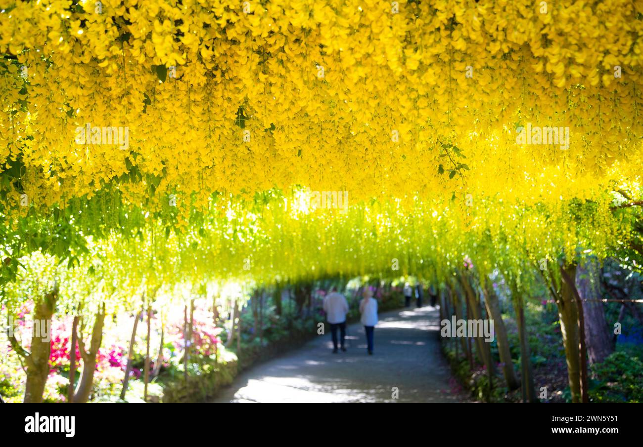 15/05/19 blüht zwei Wochen früher als normal, der längste und älteste Laburnum-Bogen in Großbritannien ist in der Bodnant Garde des National Trust in Blüte geraten Stockfoto