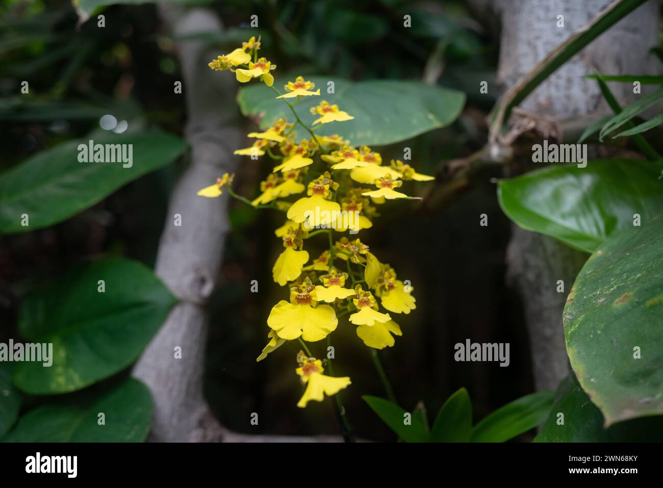 Gelbe Orchideenblüten auf tropischem Hintergrund. Wydlers Tanzlady Orchidee Stockfoto