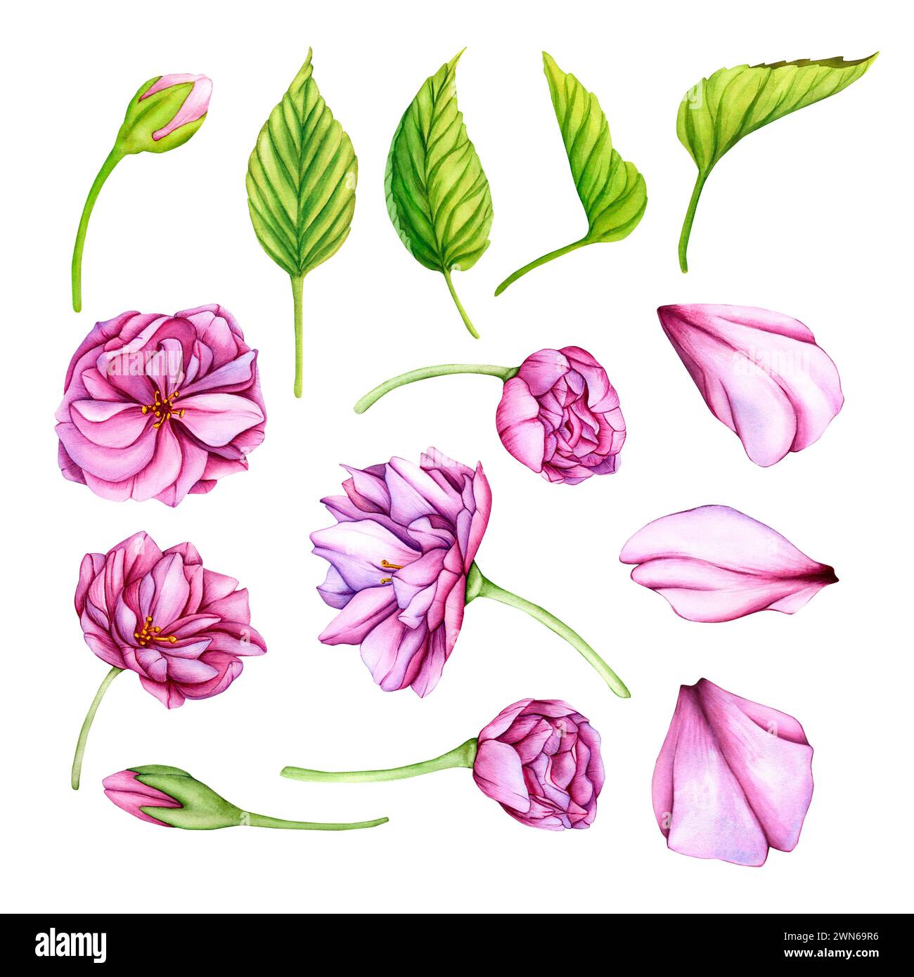 Rosafarbene japanische Sakura-Blüten. Aquarellset der botanischen Illustration. Handgezeichnete Blütenknospen, Blütenblätter und Blätter von Kirschblüten Stockfoto