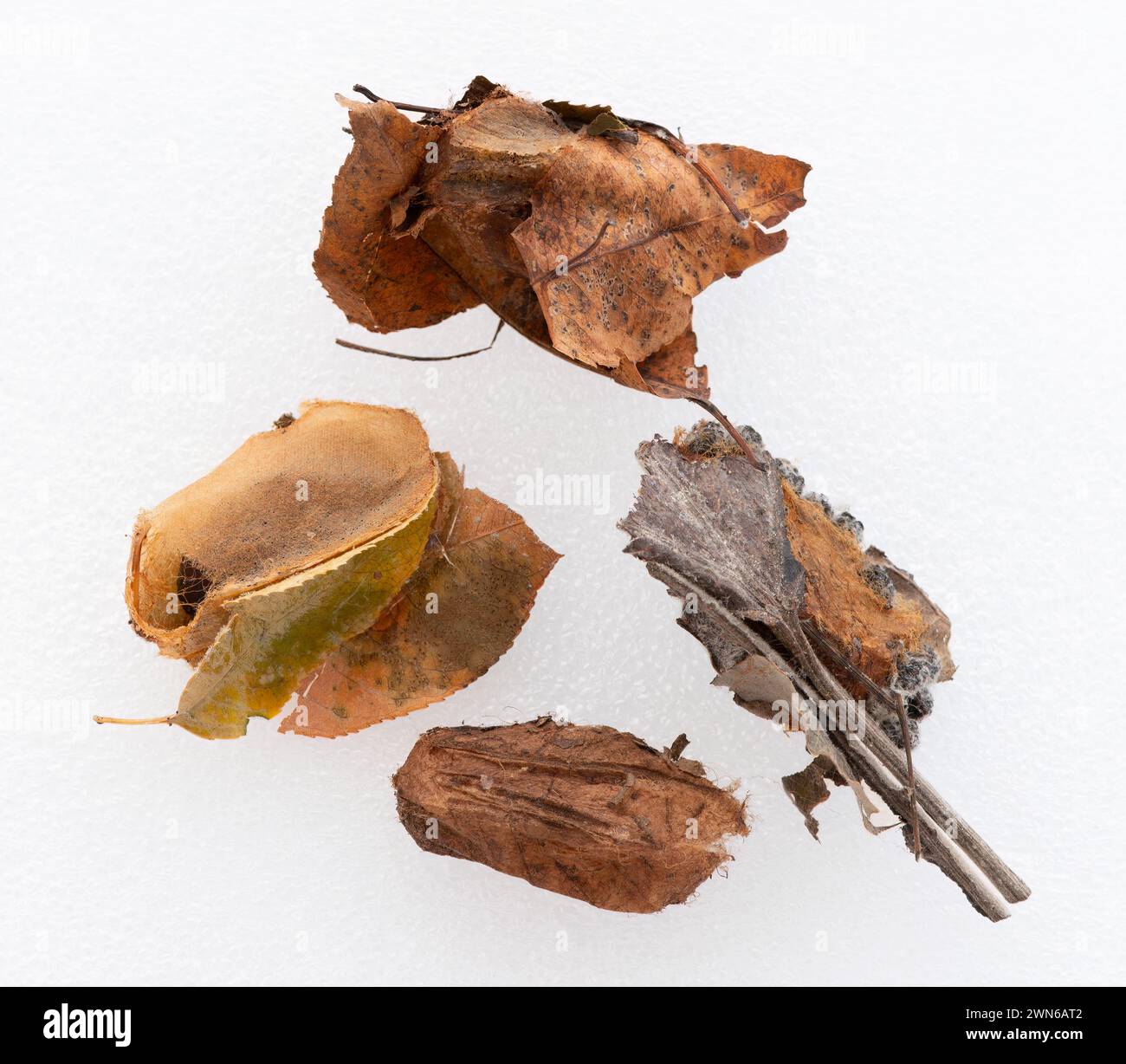 Makro von IO (Automeris IO) Seidenmottenkokons – weißer Hintergrund Stockfoto