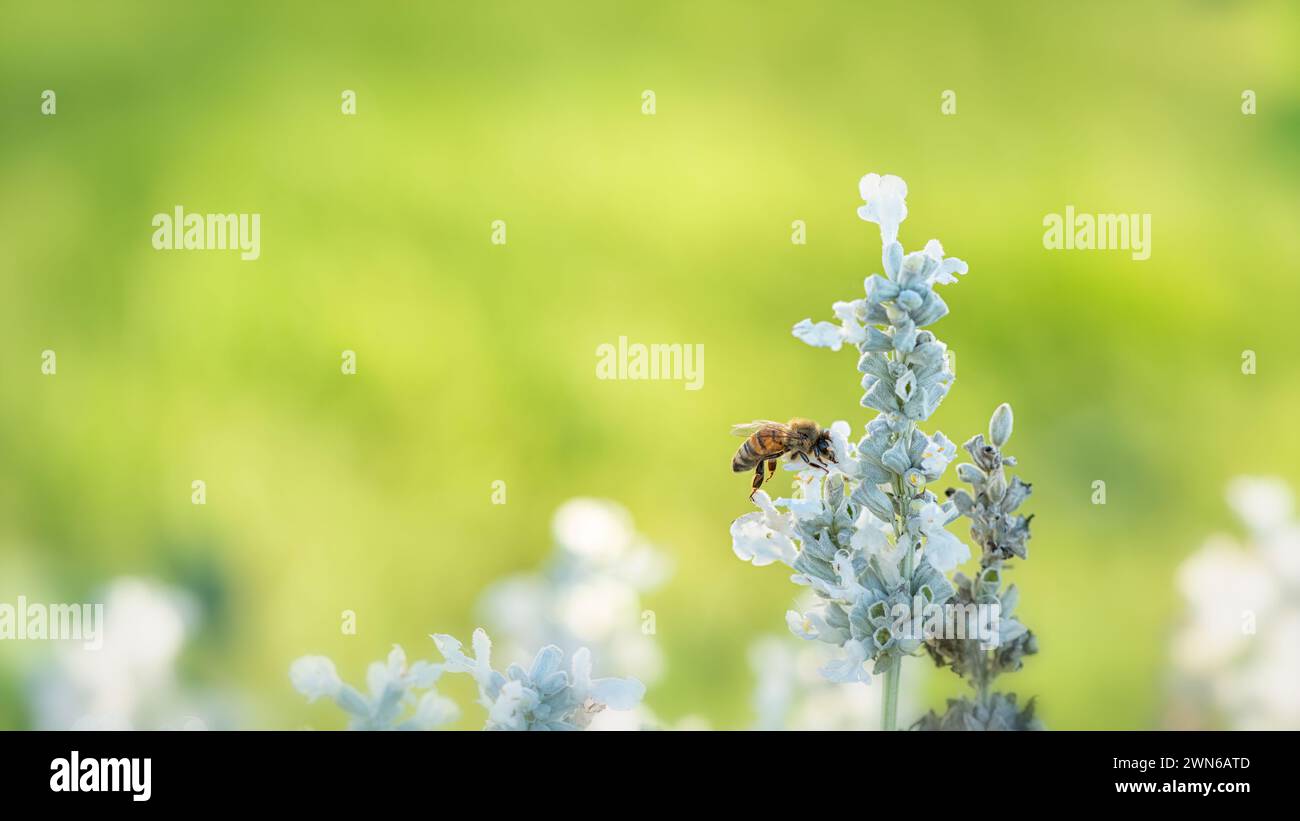 Makro einer Honigbiene auf einer weißen Lavendelblüte. Weicher grüner Hintergrund. Stockfoto