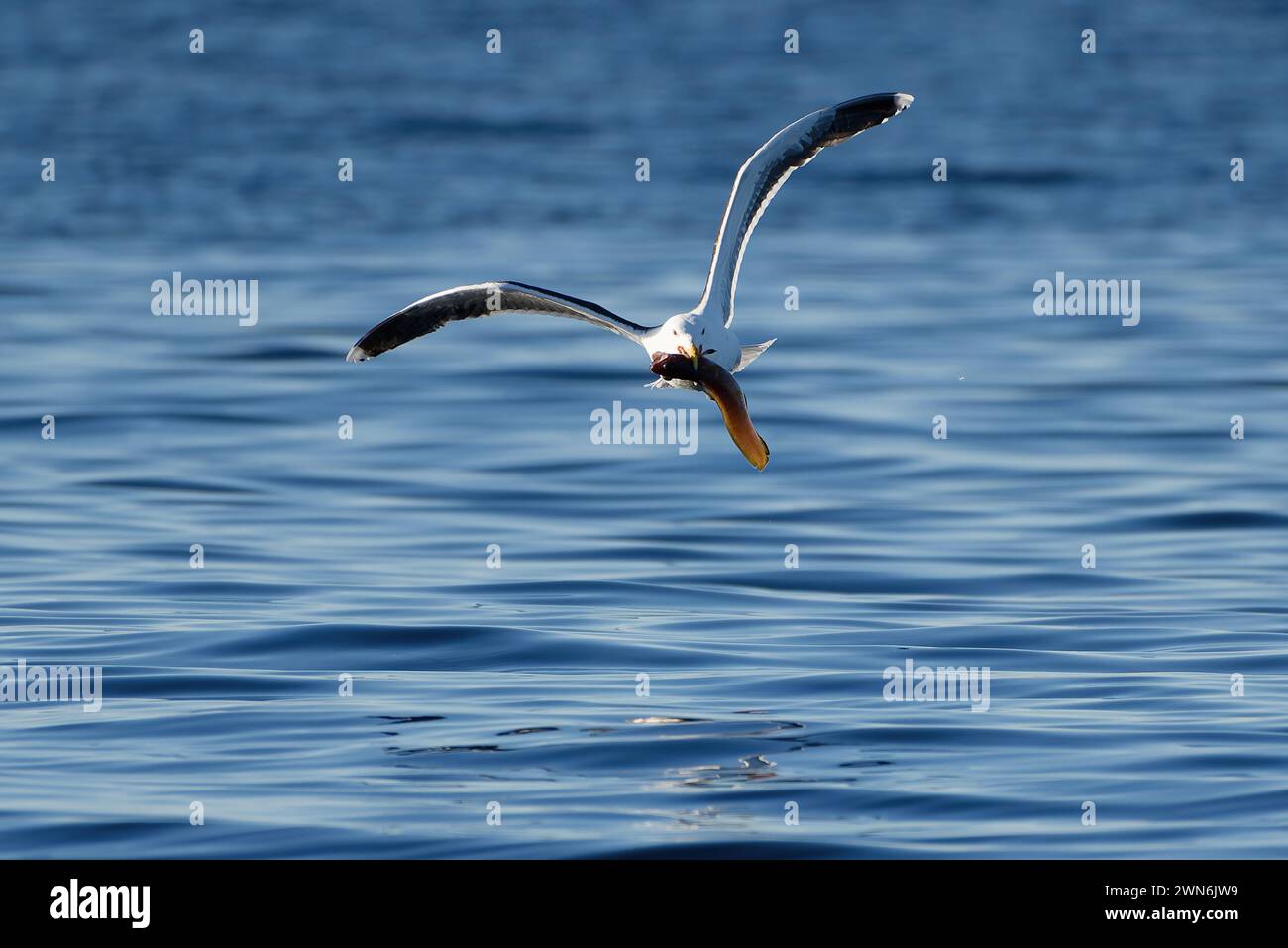 Eine große Schwarze Möwe, die über dem Meer fliegt und frischen Kegelfang im Nordnorwegischen Arktischen Ozean bietet. Stockfoto