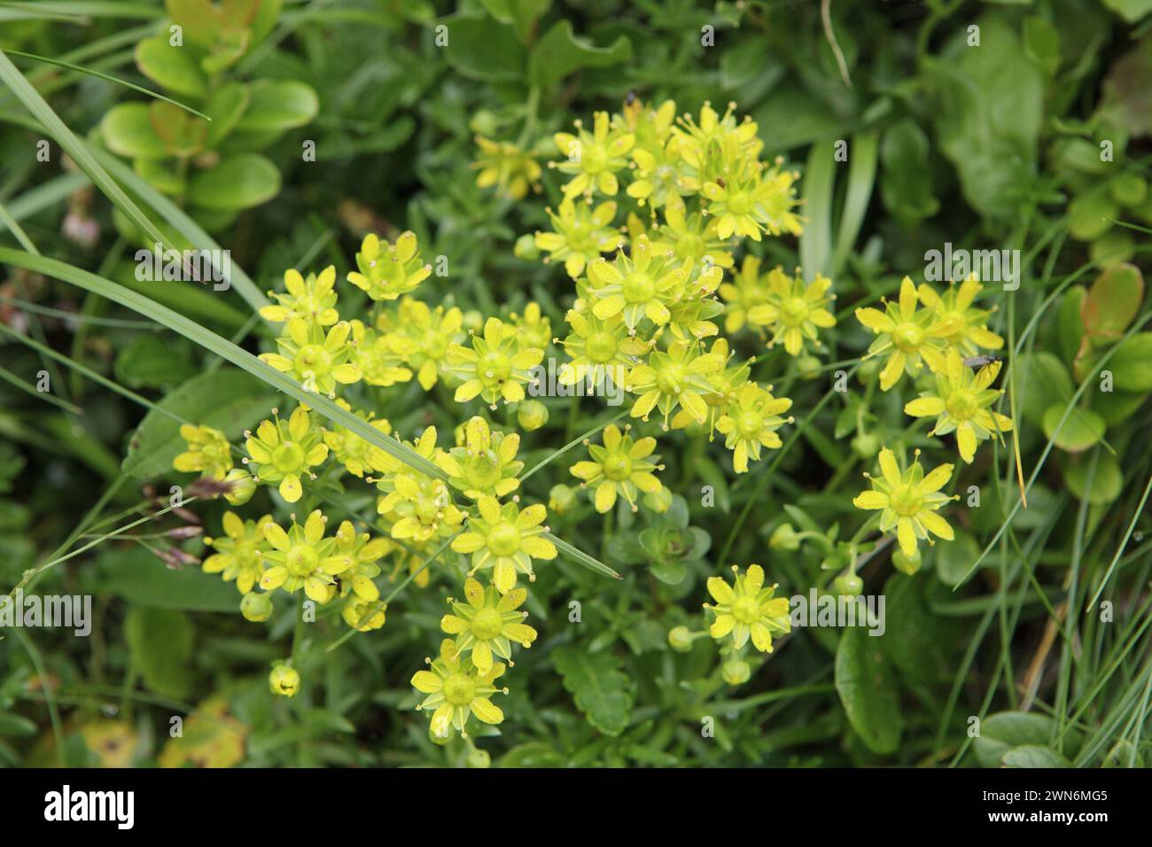 Gelbe Wildblumen mit üppigem grünem Laub Stockfoto