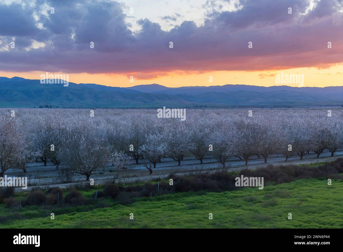 Stimmungsvoller Sonnenuntergang über den Almond Blooming Obstgärten in der Nähe von Modesto, Stanislaus County, Kalifornien. Stockfoto