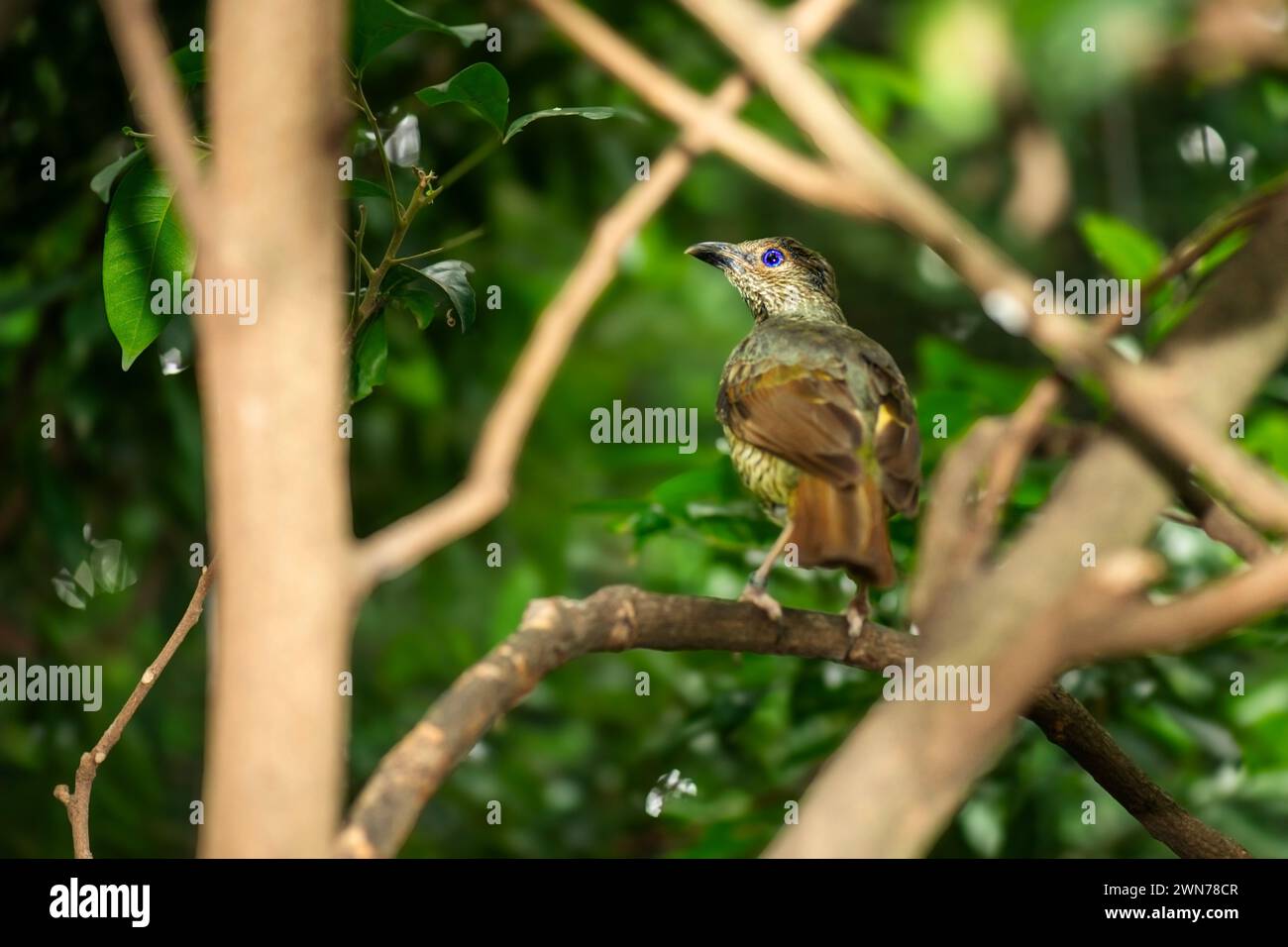 Satin Bowerbird auf einem Baum, der die Umwelt beobachtet. Stockfoto