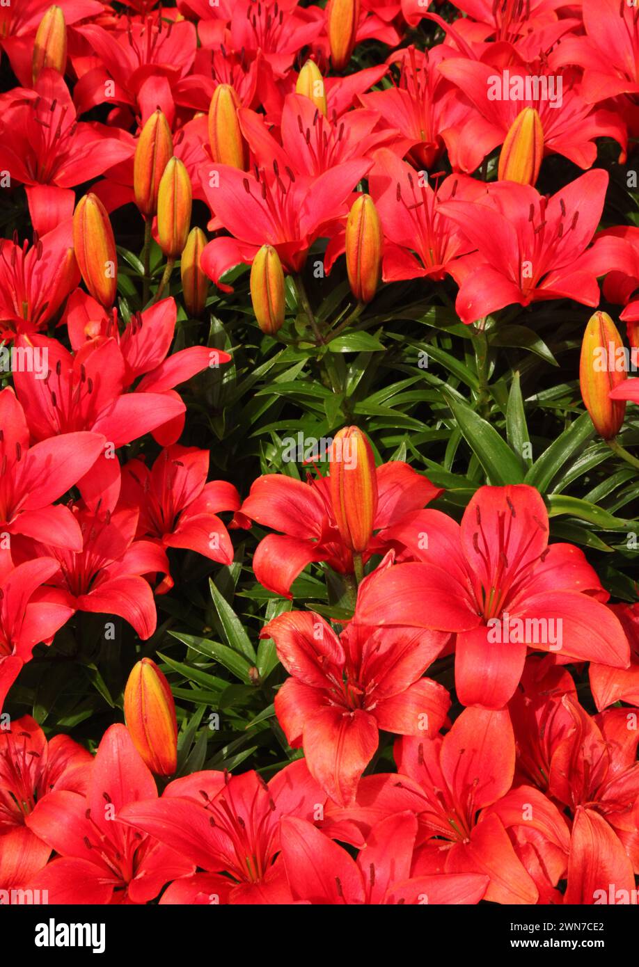 Blüht rote Lilien im Georgeson Botanical Garden in Fairbanks, Alaska Stockfoto