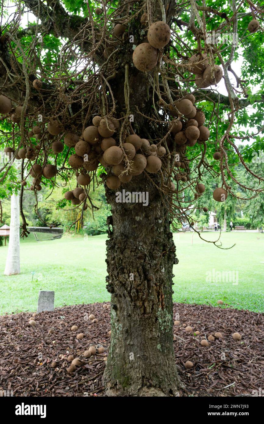 Botanischer Garten. Penang. Malaysia Stockfoto