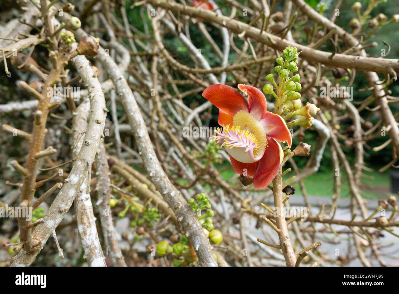 Botanischer Garten. Penang. Malaysia Stockfoto