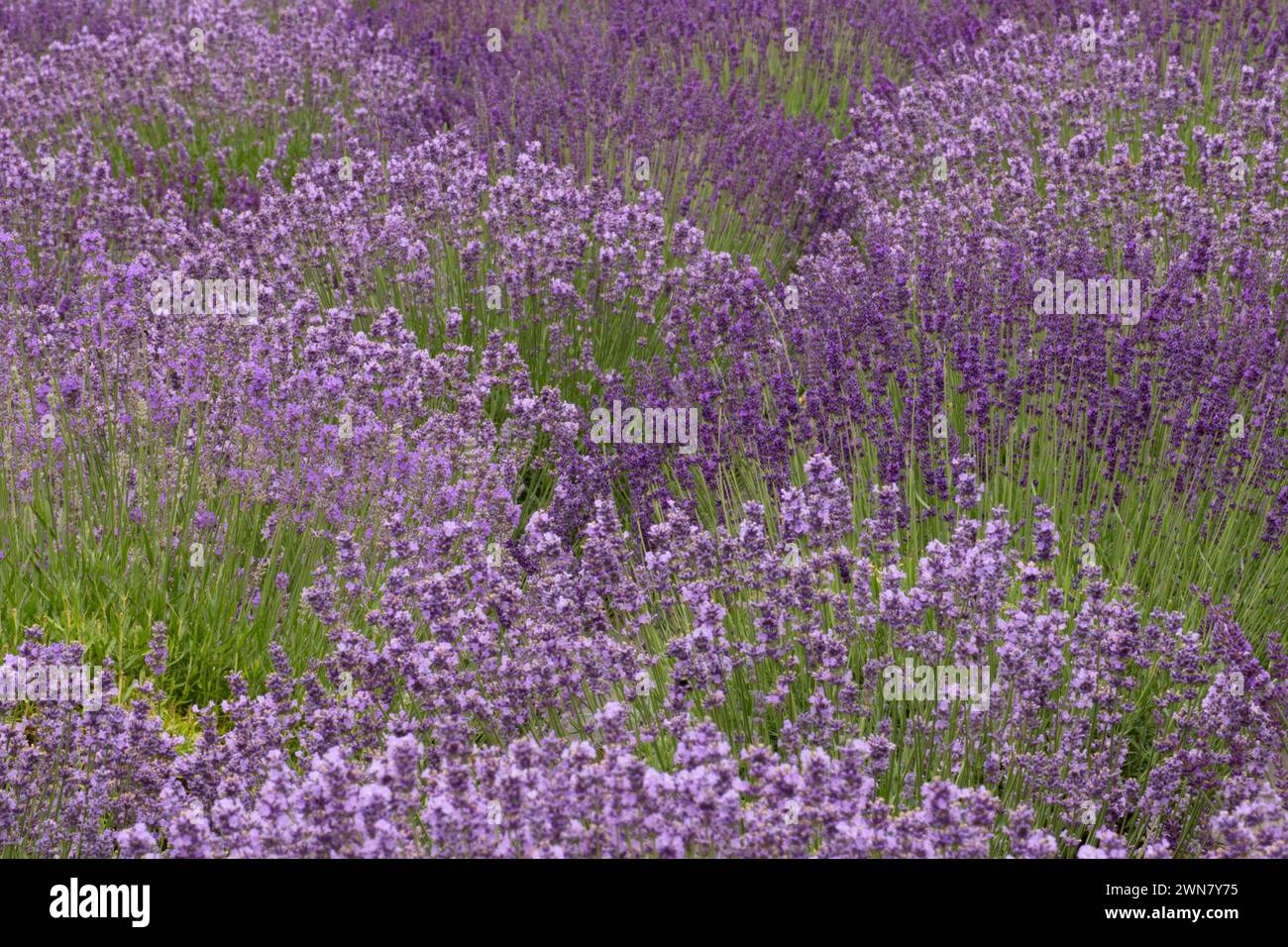 Lavendel, Wayward Wind Lavendel, Yamhill County, Oregon Stockfoto