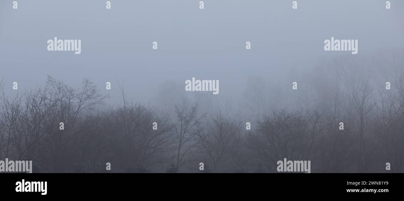 Baumzweige im Nebel, vor dem Winter. Grafikbilder. Stockfoto