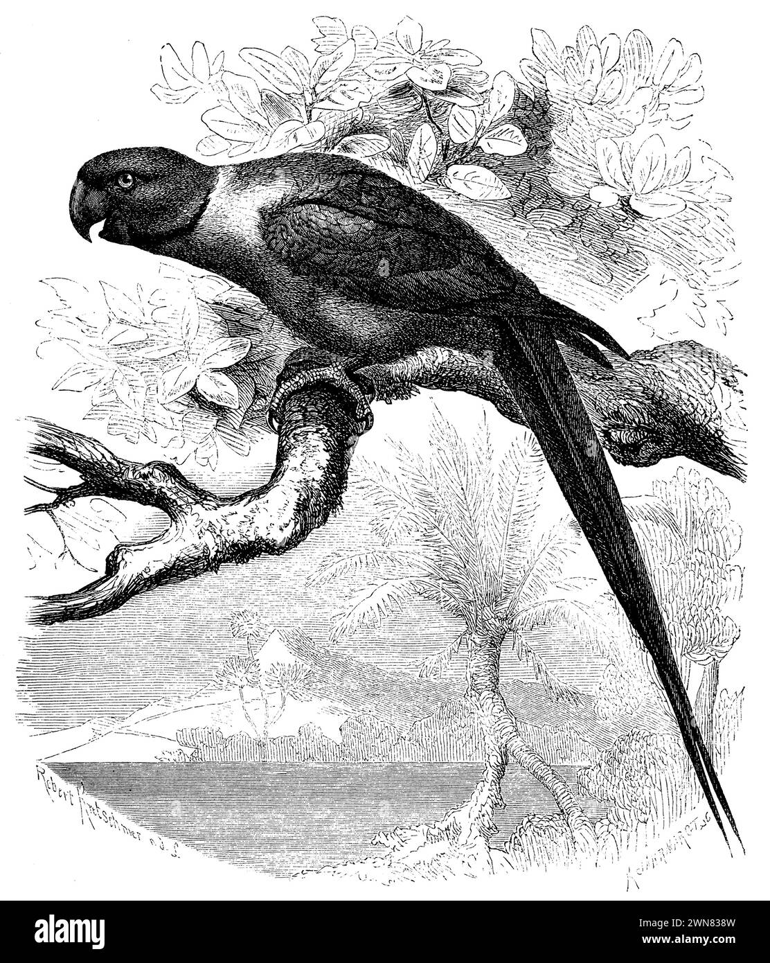 Rosenringsittich, Psittacula krameri, (Zoologiebuch, 1870), Halsbandsittich, Perruche à collier Stockfoto