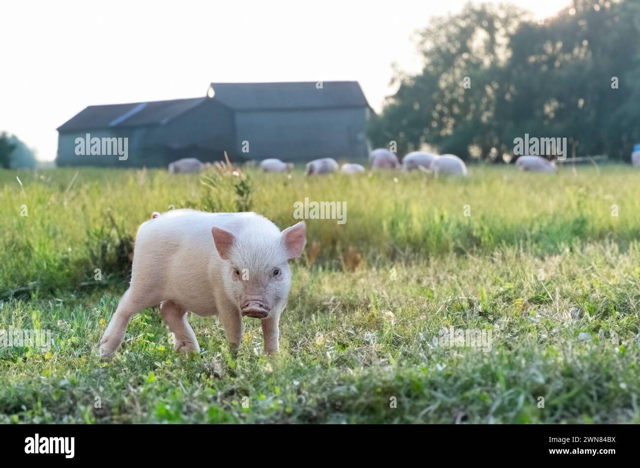 Rosafarbenes Miniaturschwein, das auf einem Feld auf einer Farm läuft Stockfoto