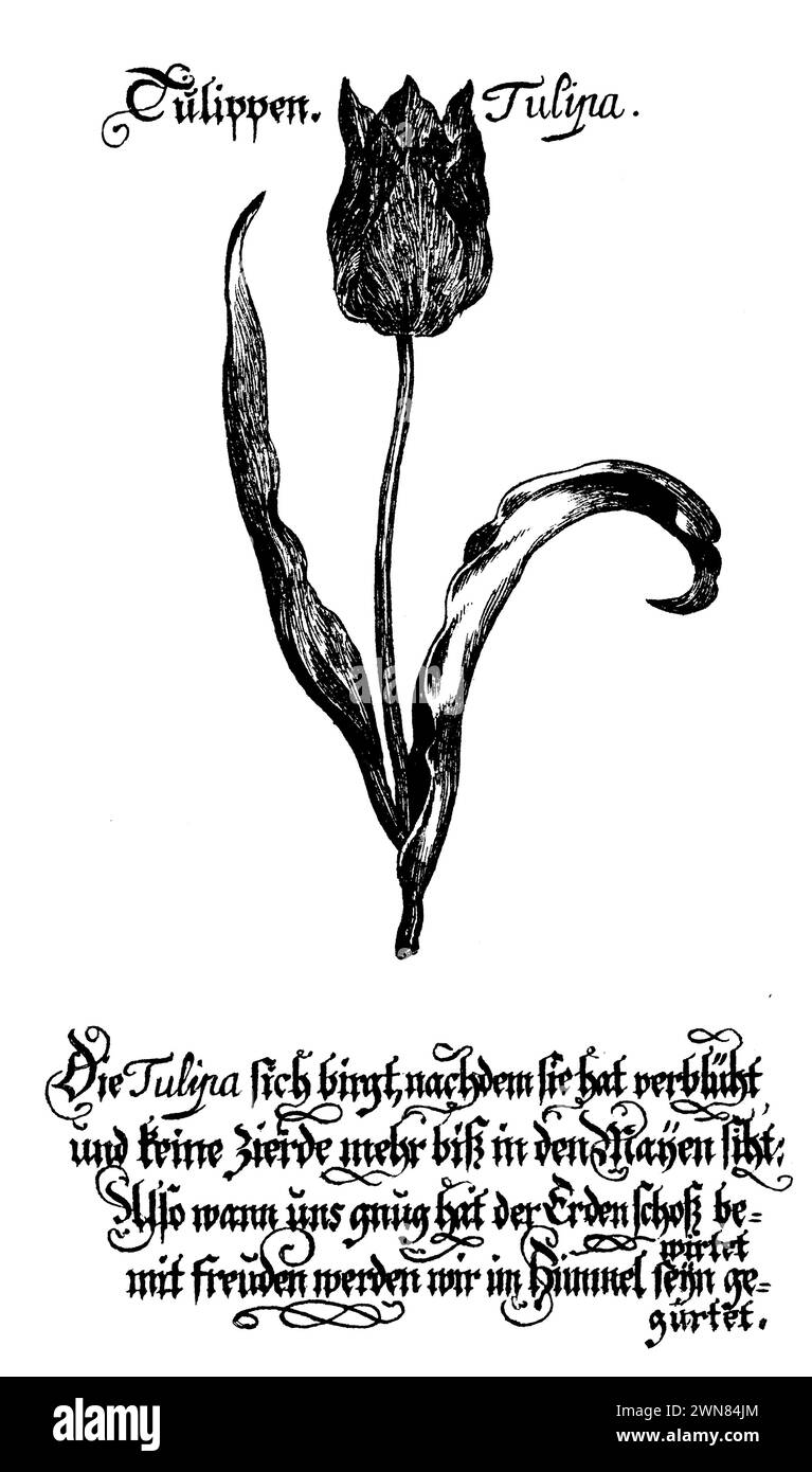 Didier-Tulpe oder GartenTulpe, Tulipa gesneriana, (, ), Tulpe, tulipe des jardins Stockfoto