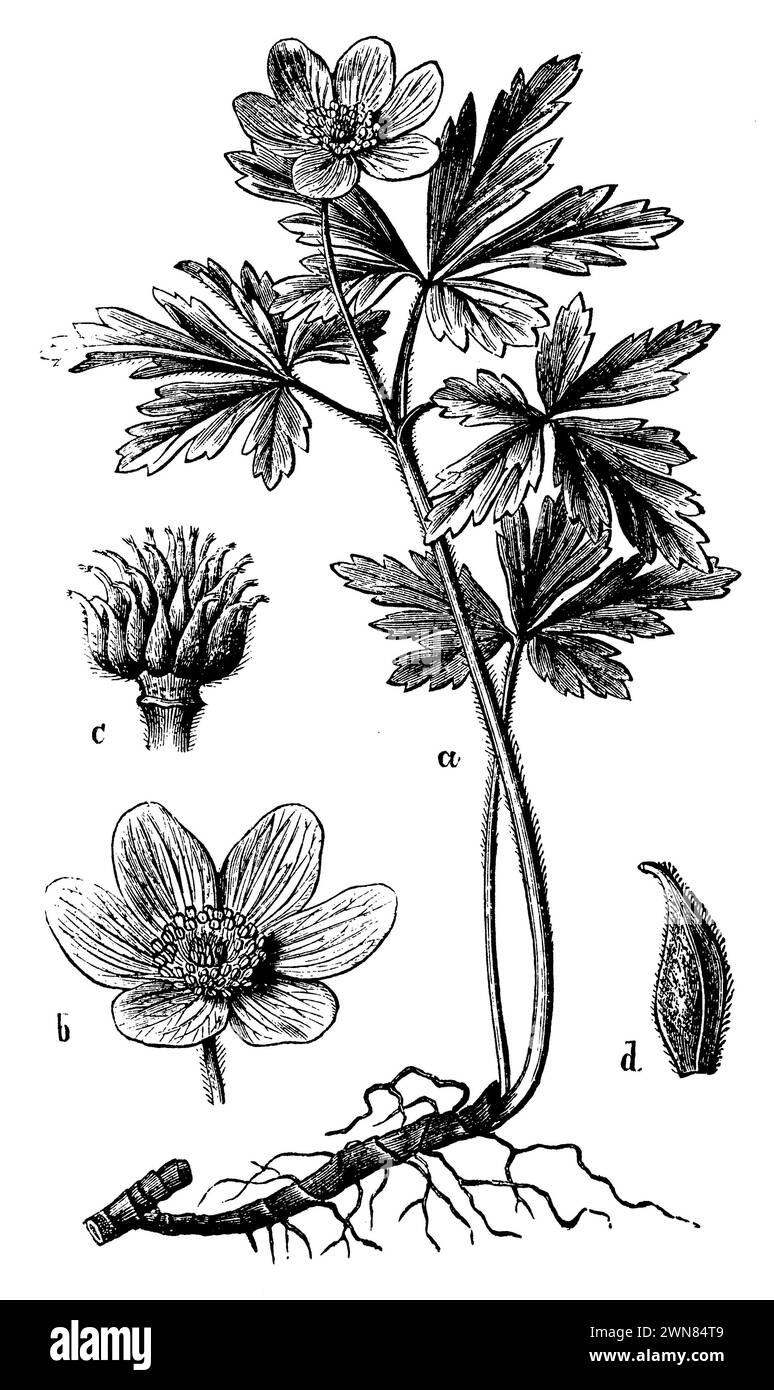 , Anemone nemorosa, (Botanik-Buch, 1898), Windröschen, Busch- a Pflanze, b Blüte, c Fruchtboden mit Früchten, d eine Frucht, Stockfoto