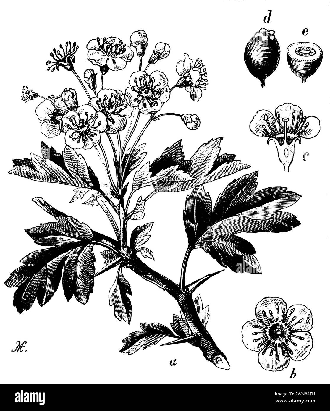 Weißdorn, ein Blumenzweig, b Blüte von oben, c Blüte im Durchschnitt, d Frucht (Mehlfass), e Schnittfrucht, Crataegus laevigata, A M (Botanik, 1898), Zweigriffeliger Weißdorn, a Blütenzweig, b Blüte von oben, c Blüte im Durchschnitt, d Frucht (Mehlfässchen), e durchschnittene Frucht, aubépine à deux Stile, A rameau floral, b fleur vue de dessus, c fleur en moyenne, d Fruit (farinier), e Fruit Coupé en deux Stockfoto