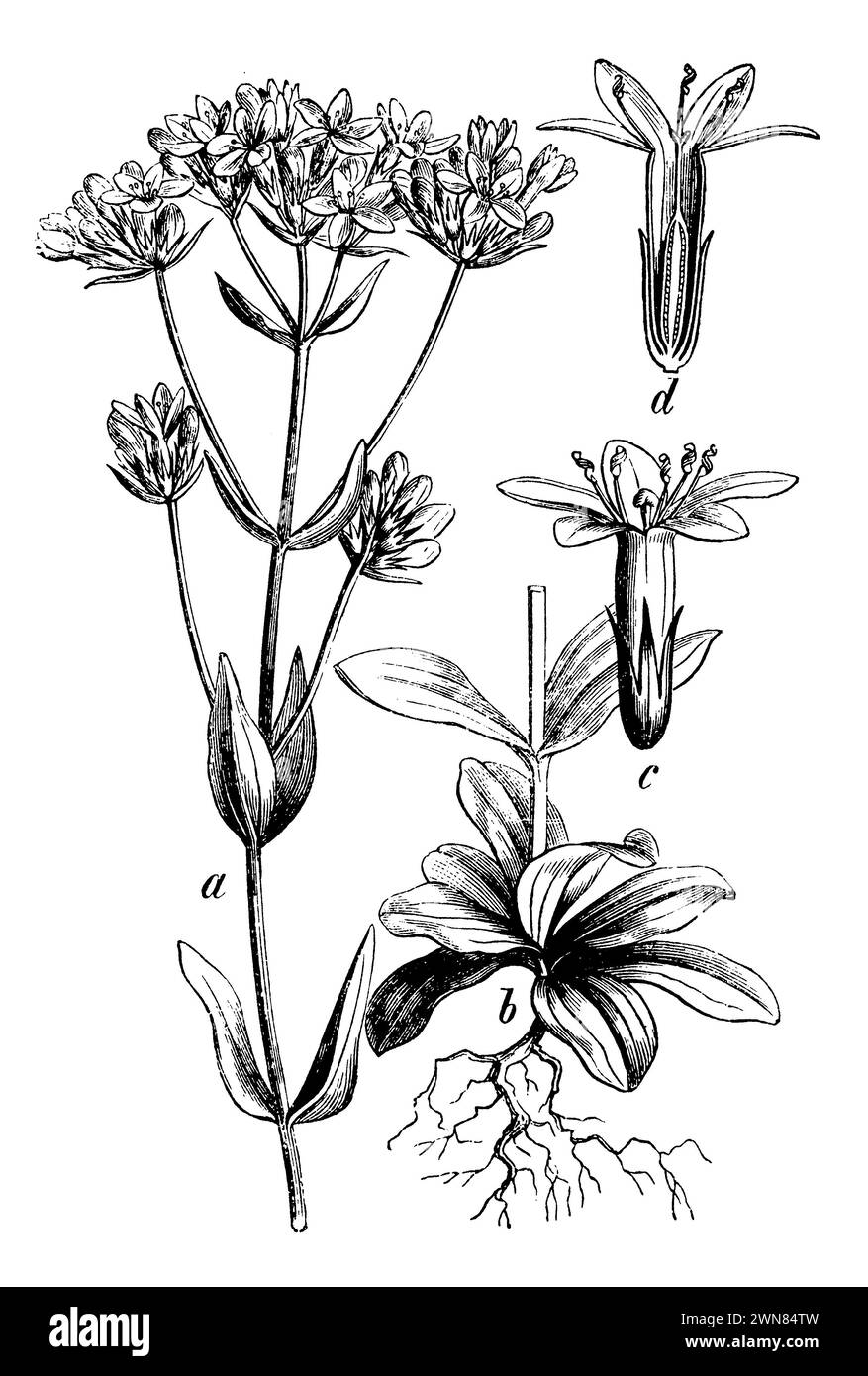 Centaury, a-, b-, c-, d-Schnittblume, Centaurium erythraea, (Botanik-Buch, 1898), Tausendgüldenkraut, A, b Pflanze, c Blüte, d durchschnittene Blüte, érythrée, A, b plante, c fleur, d fleur Coupée Stockfoto