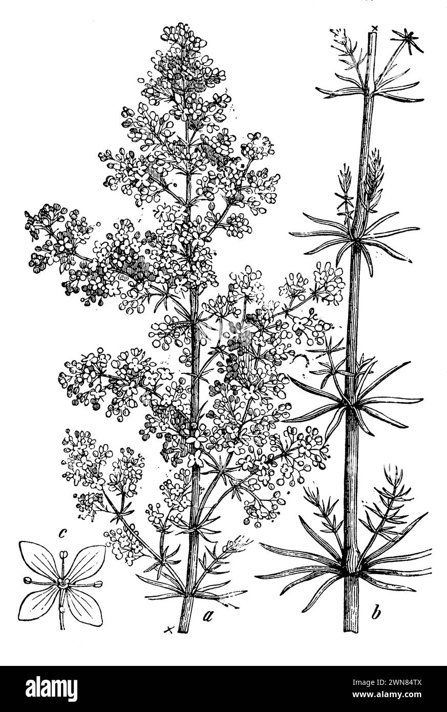 Galium verum, a, b Pflanze, c Blume, Galium verum, (Botanik Buch, 1898), echtes Labkraut, a, b Pflanze, c Blüte, Caille-lait jaune, A, b plante, c fleur Stockfoto