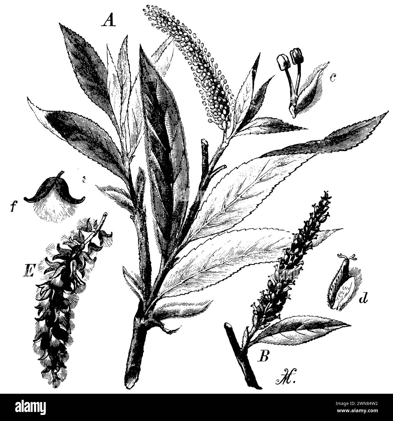 Salix alba, Salix alba, MH? (Botanik Buch, 1898), Silber-Weide, saule blanc Stockfoto