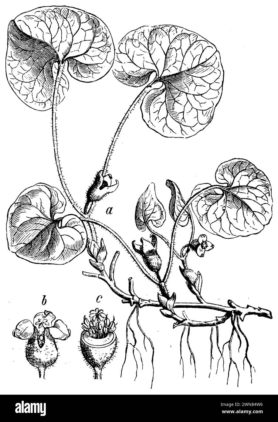 Asarum europaeum, eine Pflanze, b-Blüte, c-Blüte mit geschliffenem Perigon, Asarum europaeum, (Botanik-Buch, 1898), Gewöhnliche Haselwurz, A Pflanze, b Blüte, c Blüte mit abgeschnittenem Perigon, Asaret d'Europe, a plante, b Fleur, c Fleur avec périgone Coupé Stockfoto