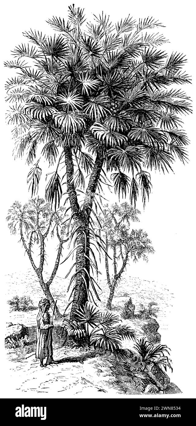 doum Palm, Hyphaene thebaica, (Enzyklopädie, 1892), Doompalme, Palmier doum d'Egypte Stockfoto