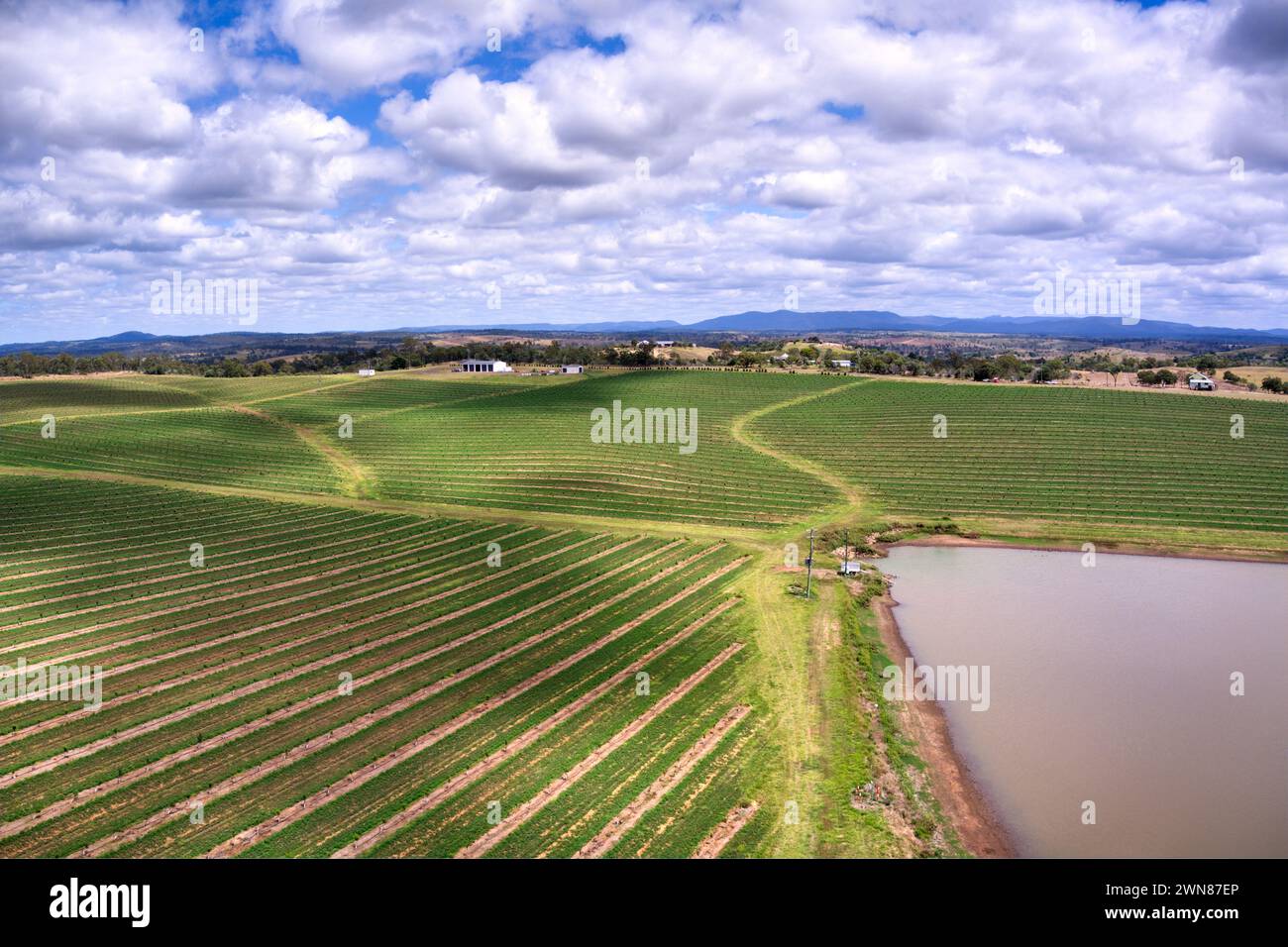 Aus der Vogelperspektive sehen Sie eine üppige grüne landwirtschaftliche Wiese mit Macadamia-Nussbäumen unter einem bewölkten Himmel Stockfoto