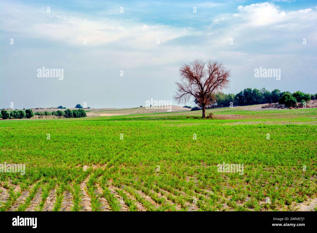 Landwirtschaftliche Landschaft in der Wüstenoase Thar Stockfoto