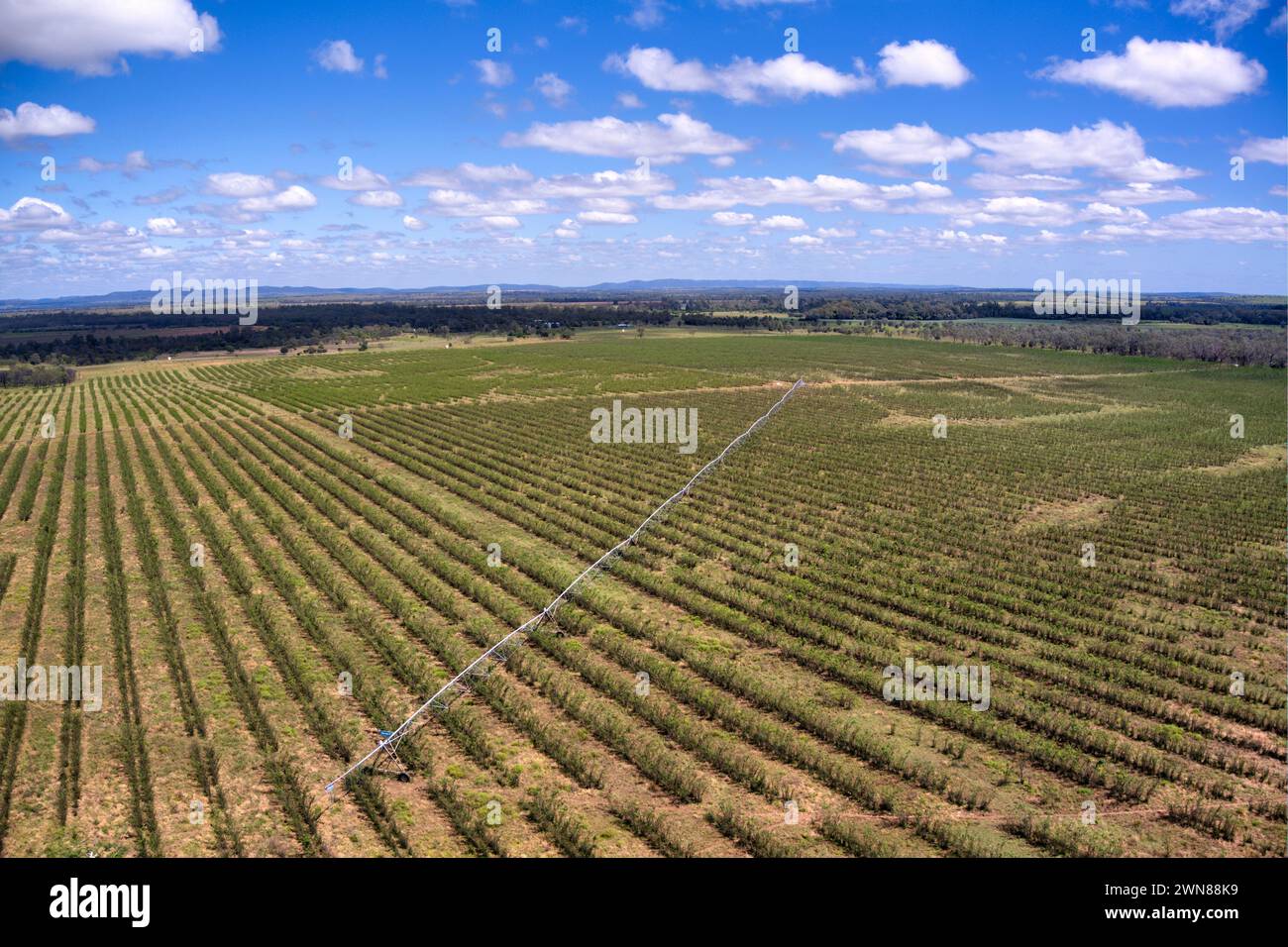 Luftaufnahme eines riesigen landwirtschaftlichen Feldes mit Reihen von Kulturen unter blauem Himmel mit flauschigen Wolken mit zentralem Pivot-Bewässerungssystem Stockfoto