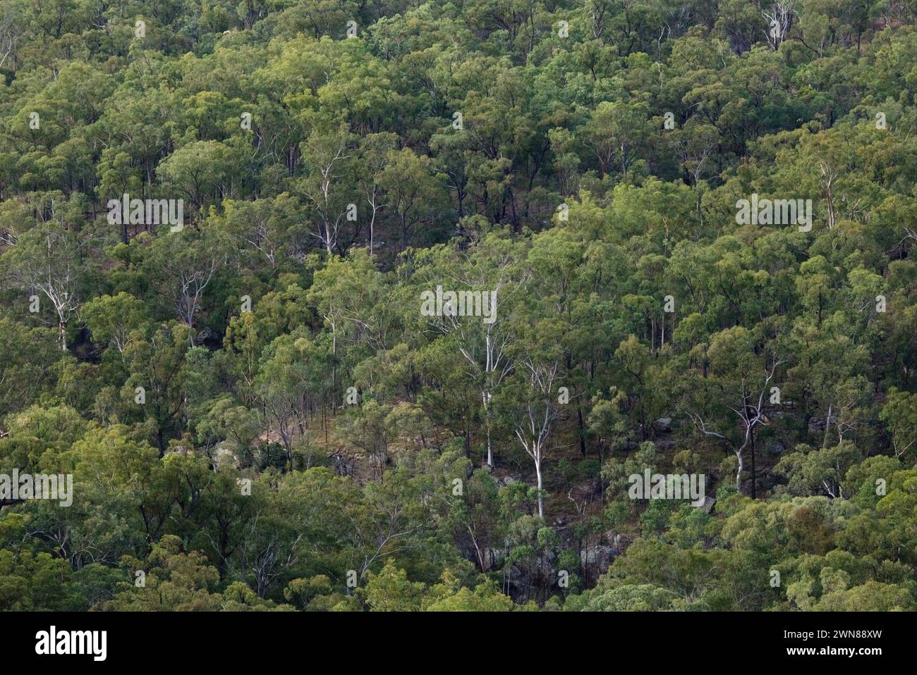 Einheimische Vegetation wächst im Isla Gorge National Park Queensland Australien Stockfoto