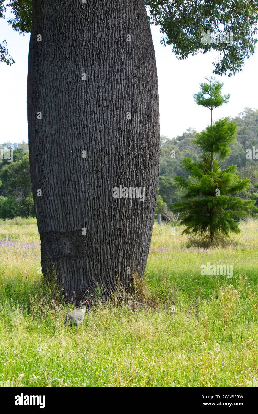 Der Stamm eines breiten, grünen Queensland Bottle Tree Cracow Queensland Australia Stockfoto