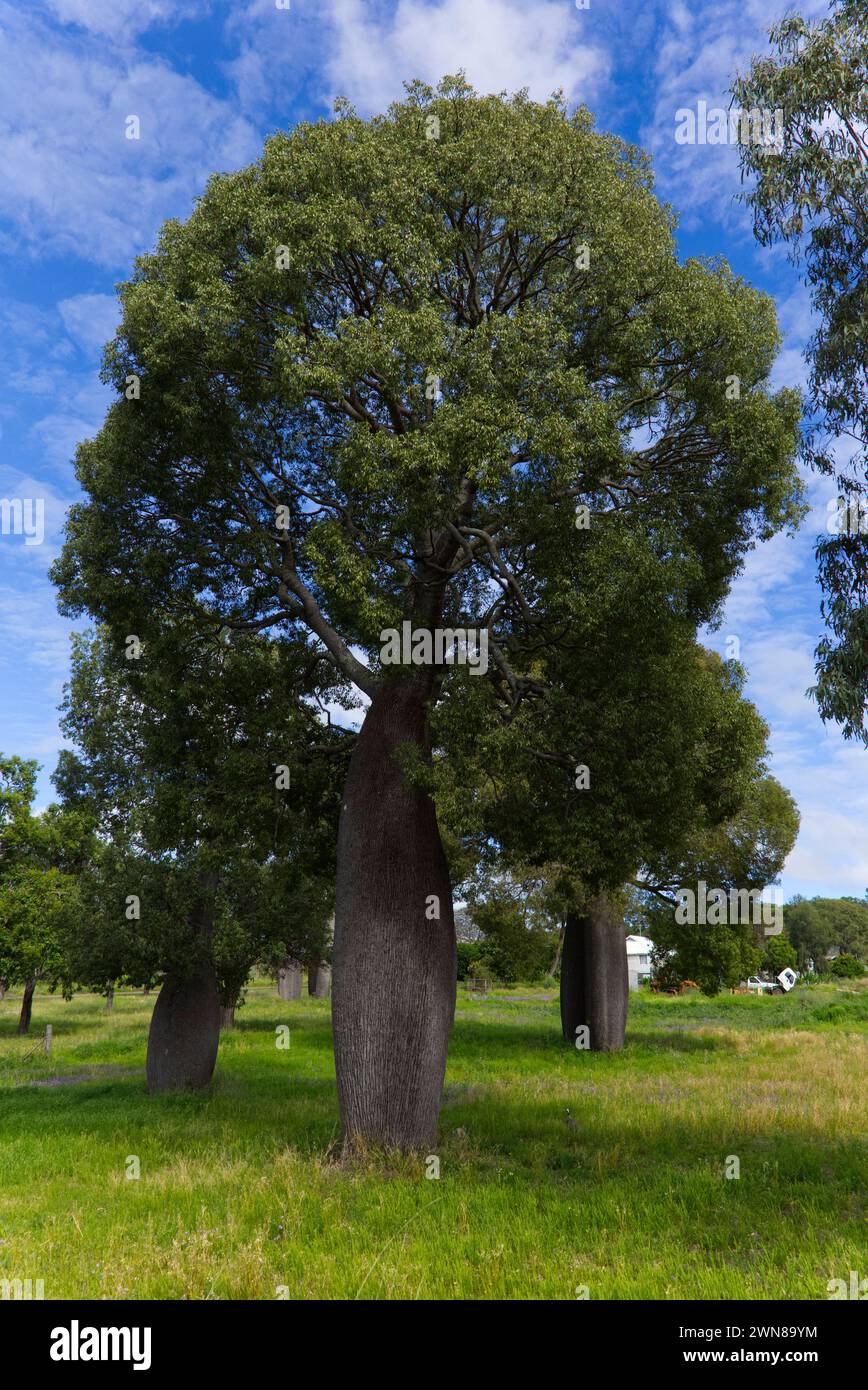 Queensland Flaschenbäume mit dicken Stämmen auf einer üppig grünen Wiese unter blauem Himmel mit verstreuten Wolken Stockfoto