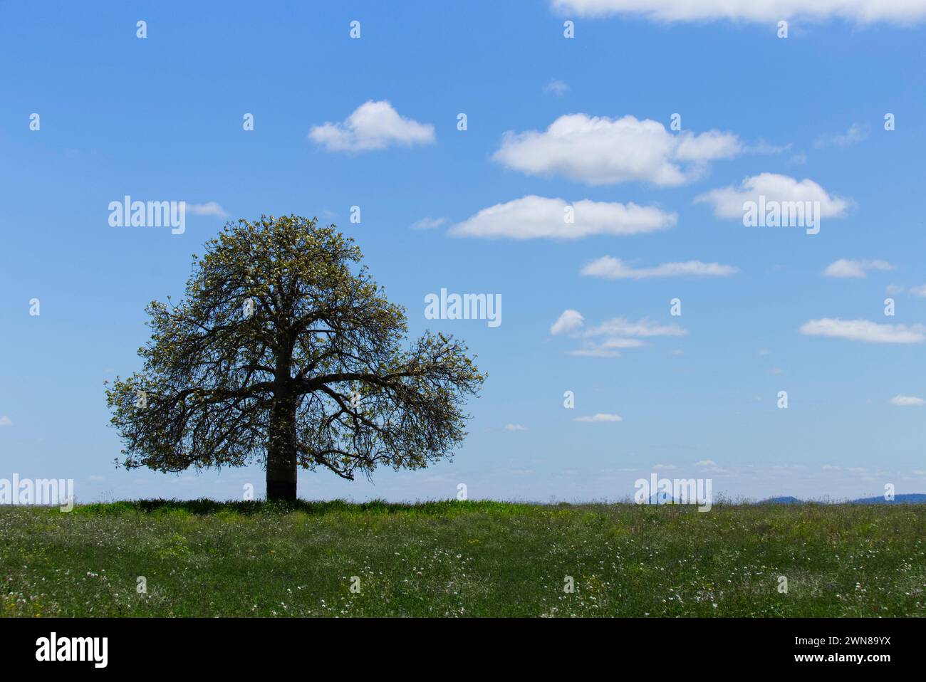 Einsamer Baum auf einer grünen Wiese unter blauem Himmel mit verstreuten Wolken während des Tages Stockfoto