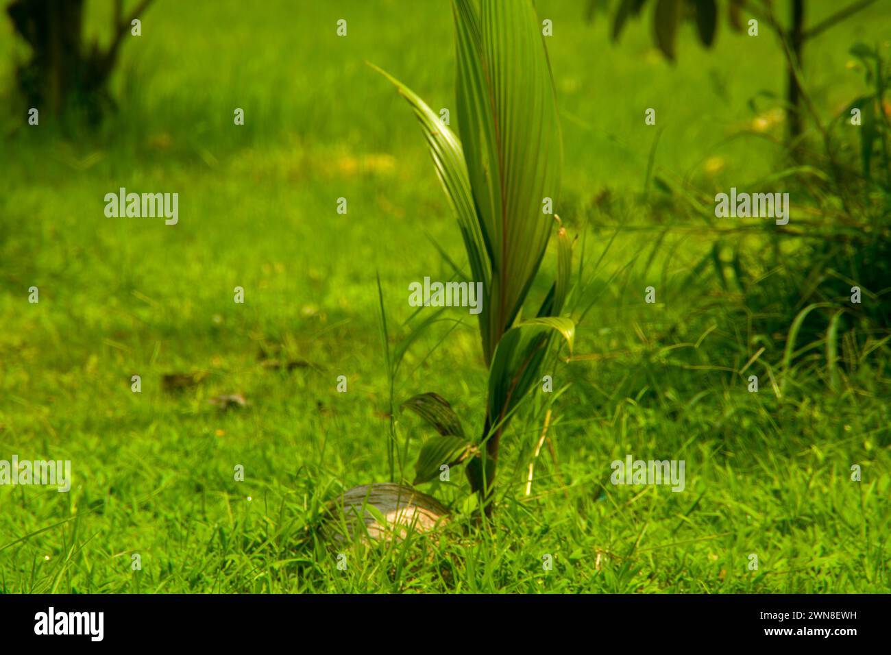 Szene ein Feld mit Gemüse und einige Pflanzen auch Reis. Sehr breit, so weit das Auge die Pflanzen sehen kann. Befindet sich in Wonosobo, Indonesien. Kein Peop Stockfoto