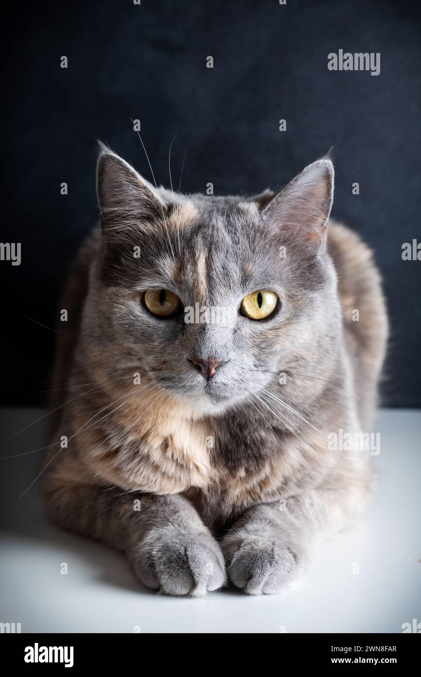 Schöne graue Katze, die auf dem Sofa liegt. Stockfoto