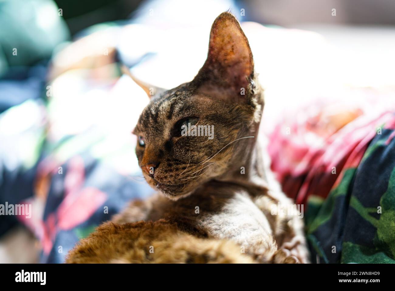 Entzückende Devon Rex Katze. Nahaufnahme. Stockfoto