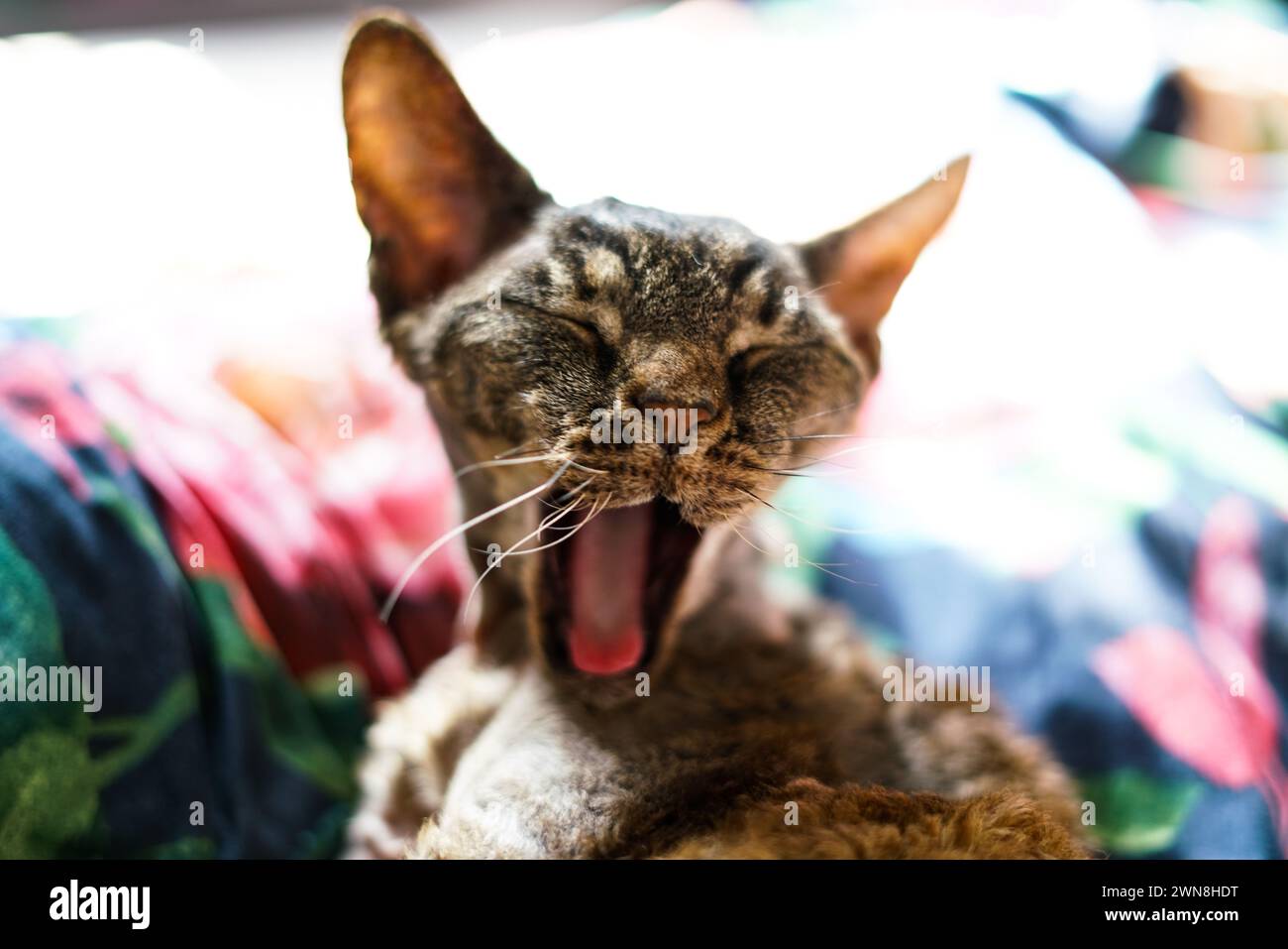 Entzückende Devon Rex Katze. Nahaufnahme. Stockfoto