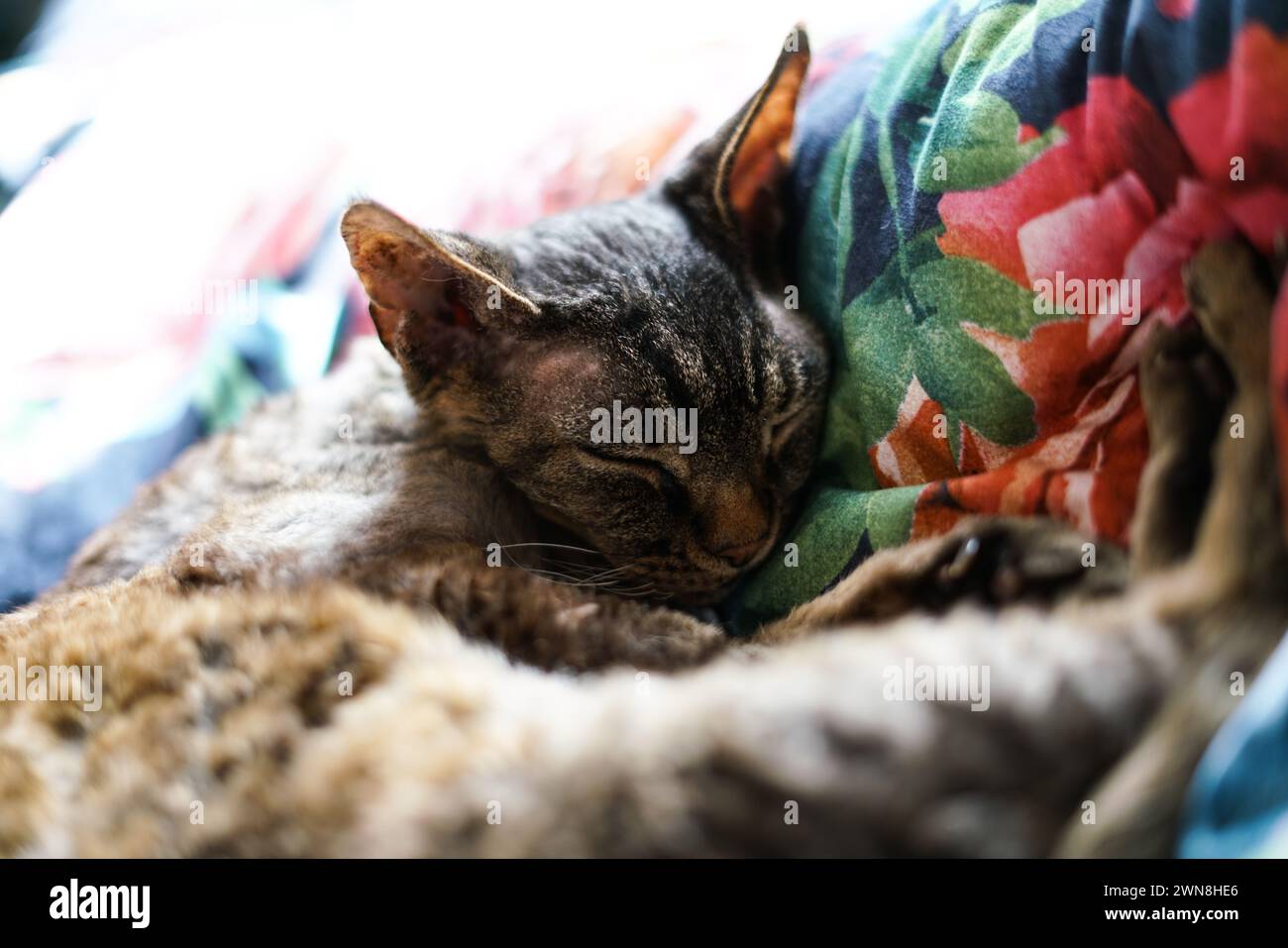 Entzückende Devon Rex Katze. Nahaufnahme. Stockfoto
