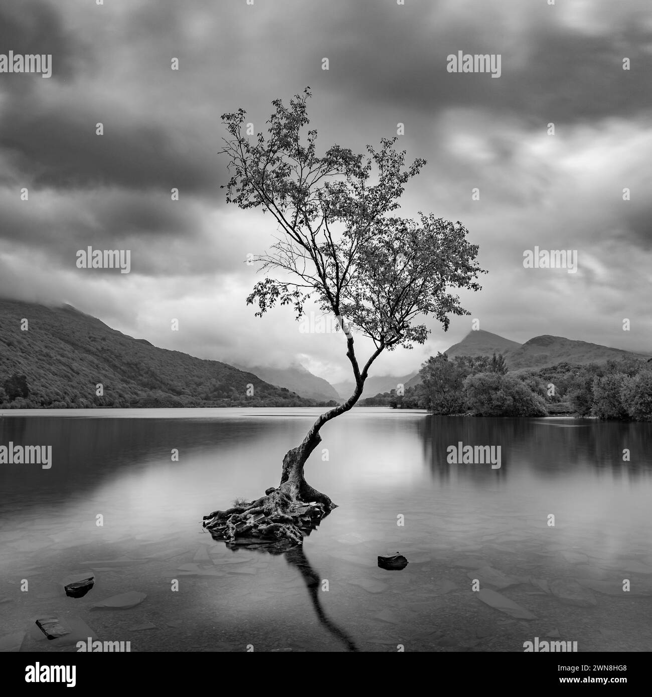 Der Einsame Baum, Llanberis, Snowdonia. Schwarzweiß. Das Wasser ist sehr ruhig und Wolken ziehen sich über den Himmel. Stockfoto