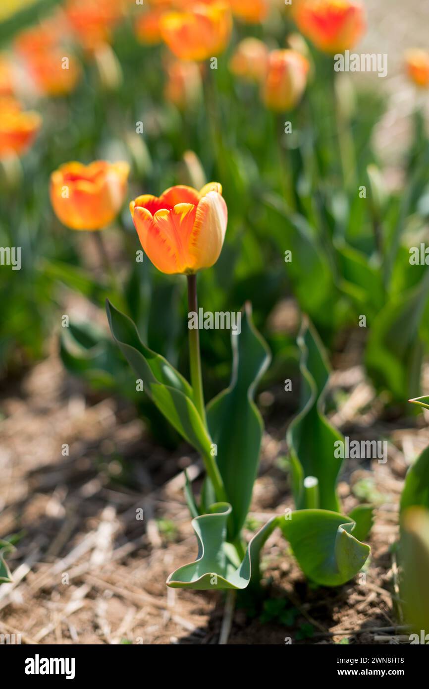 Nahaufnahme einer atemberaubenden orangen Tulpe in einem Tulpenfeld, die die Ankunft des Frühlings symbolisiert Stockfoto