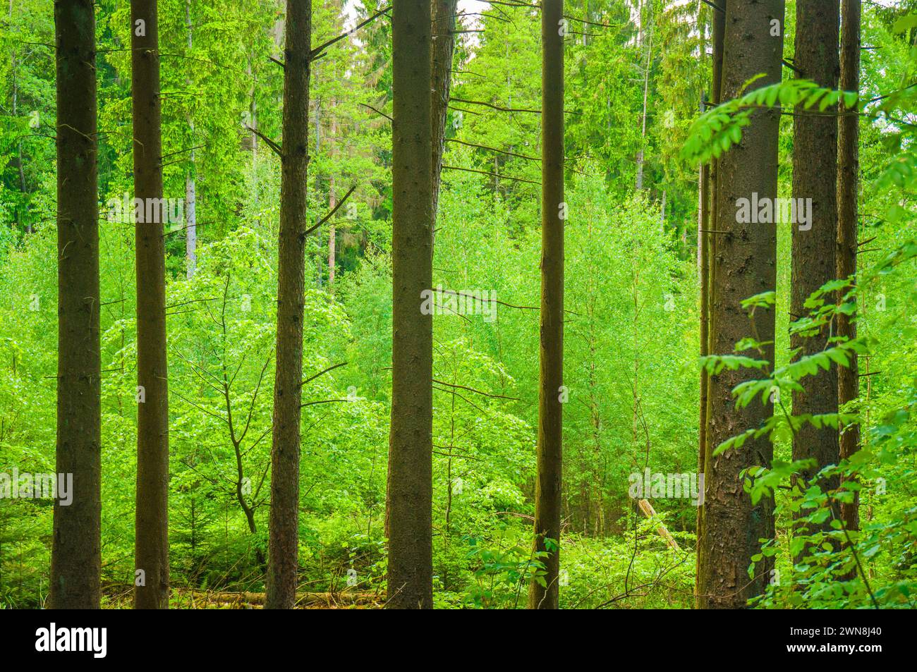 Gemischter europäischer Wald mit Nadelbäumen und grünen Blättern Stockfoto