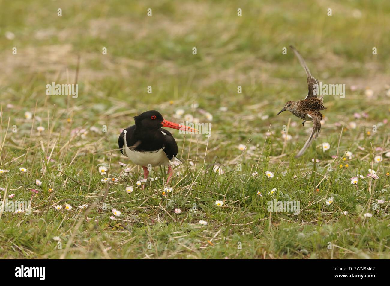 Austernfänger können im Sommer während der Brutsaison etwas zugänglicher sein, aber seien Sie vorsichtig, schnell weiterzufahren! Stockfoto