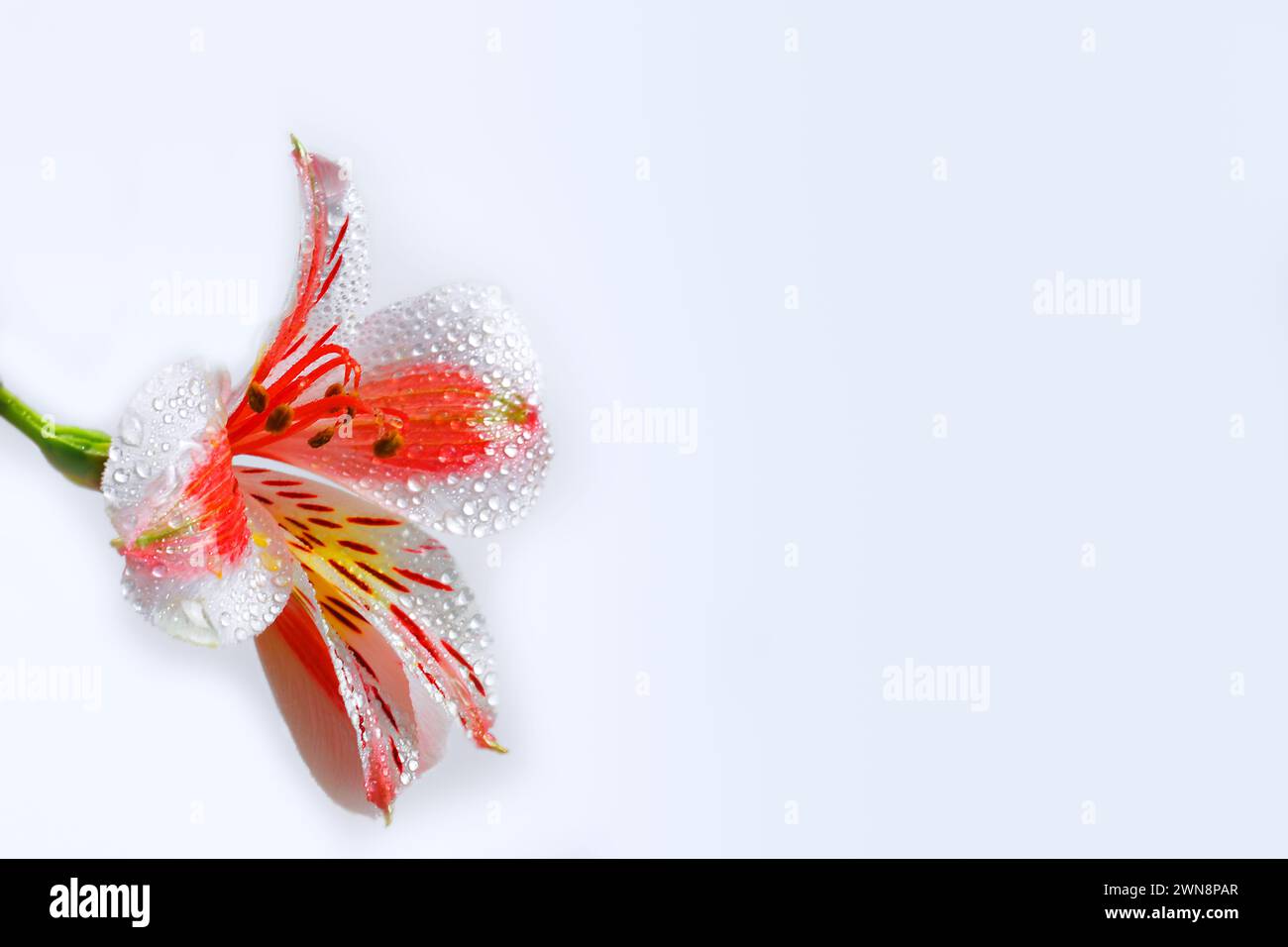 Tau auf einem Blatt einer Blume, ein Tropfen Wasser, Astrologie Stockfoto